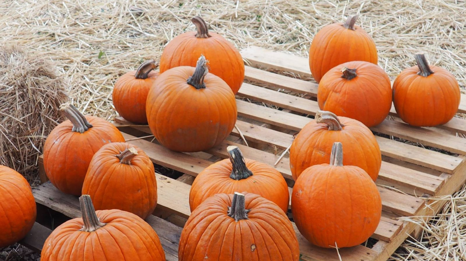 3 RECETAS CON CALABAZA PARA HALLOWEEN... ¡Y NINGUNA ES CREMA DE CALABAZA! 3 RECETAS CON CALABAZA PARA HALLOWEEN... ¡Y NINGUNA ES CREMA DE CALABAZA!