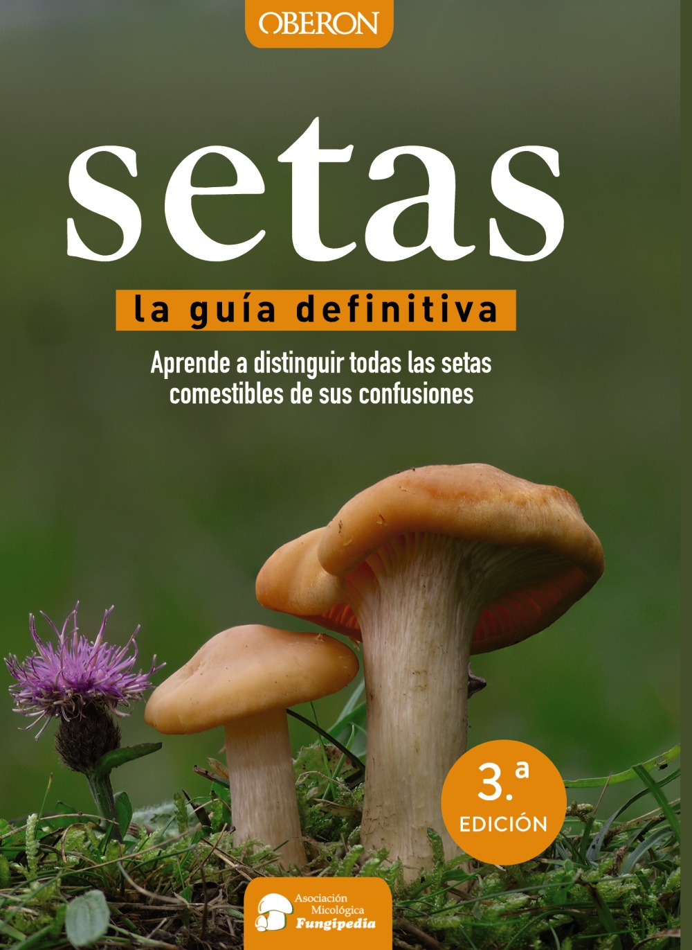 Setas -   