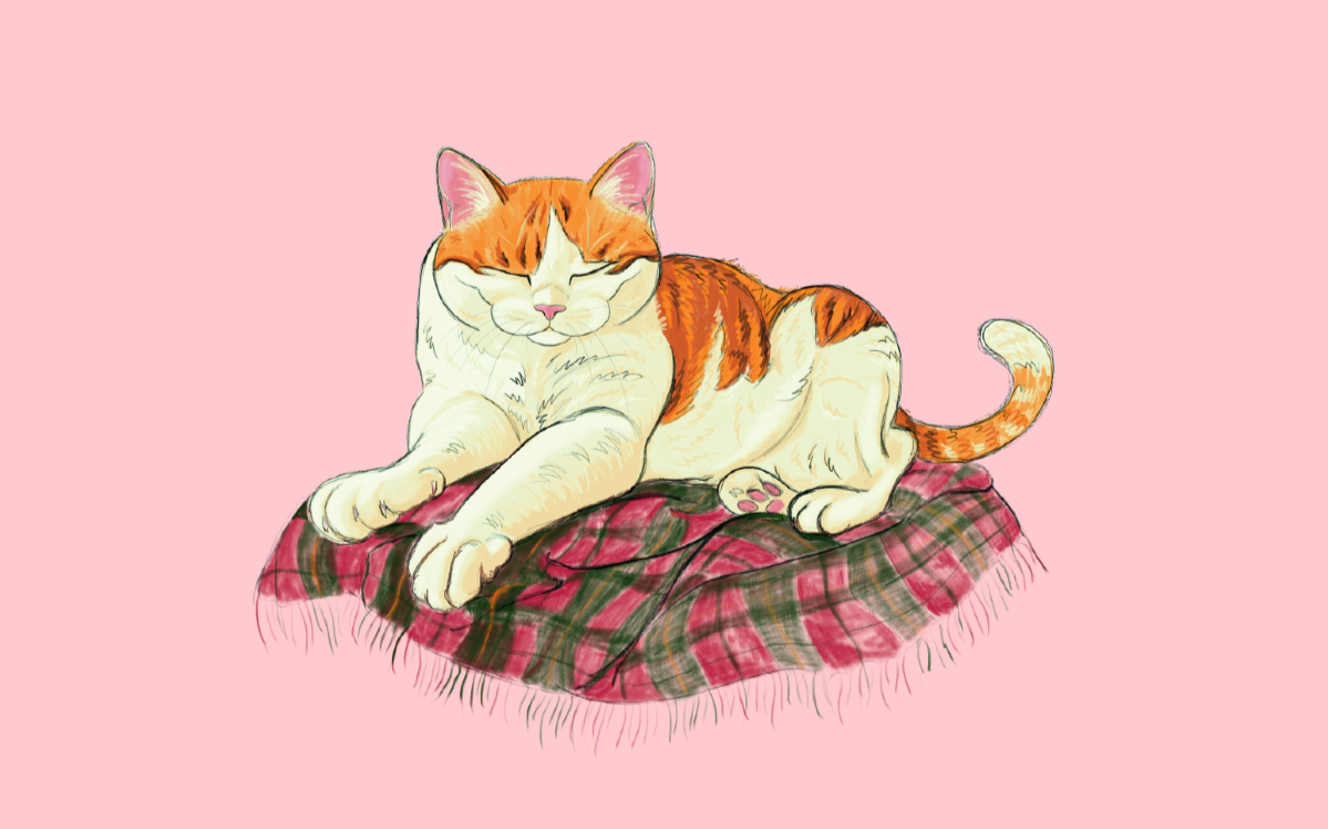 La séptima vida de los gatos - Cómo cuidarlos desde los 11 años al infinito