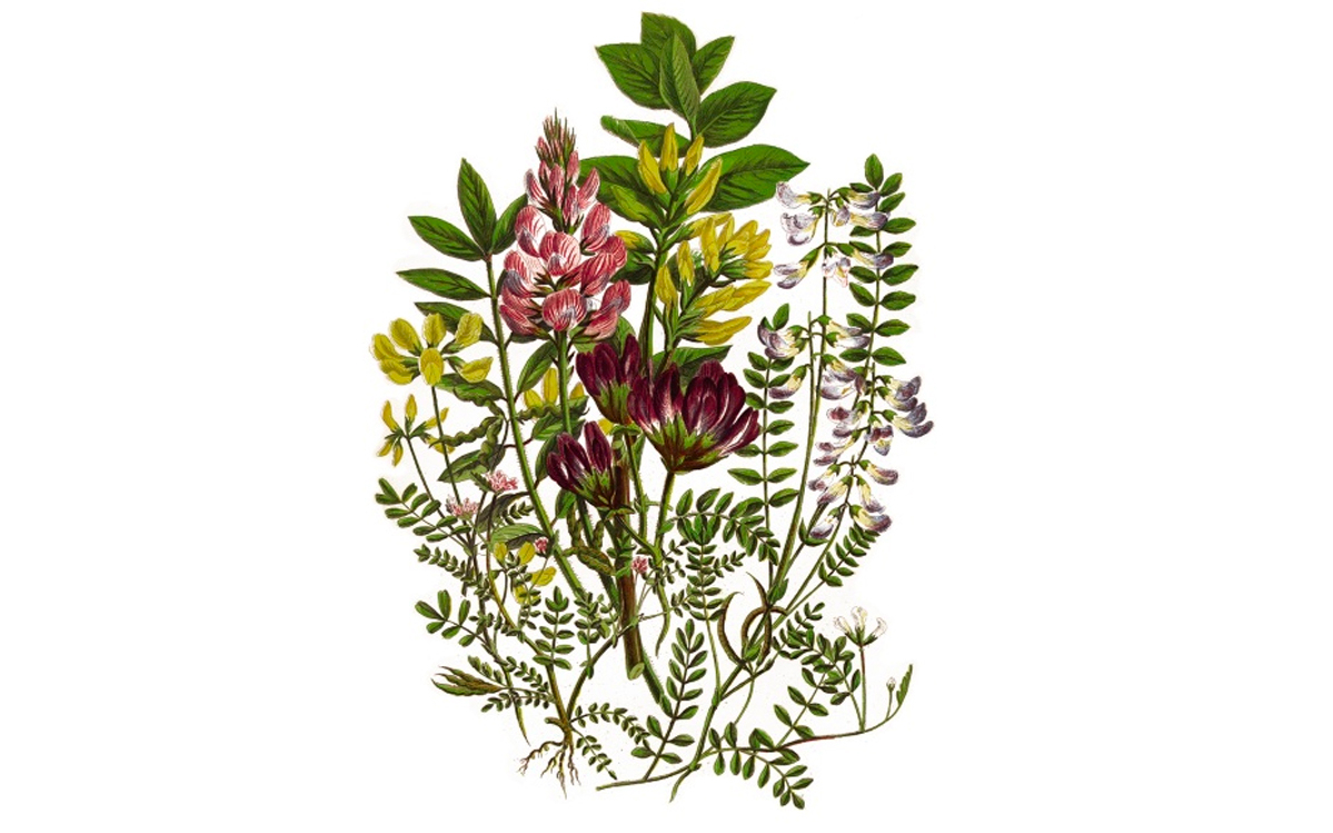 Plantas medicinales - La salud está en la naturaleza